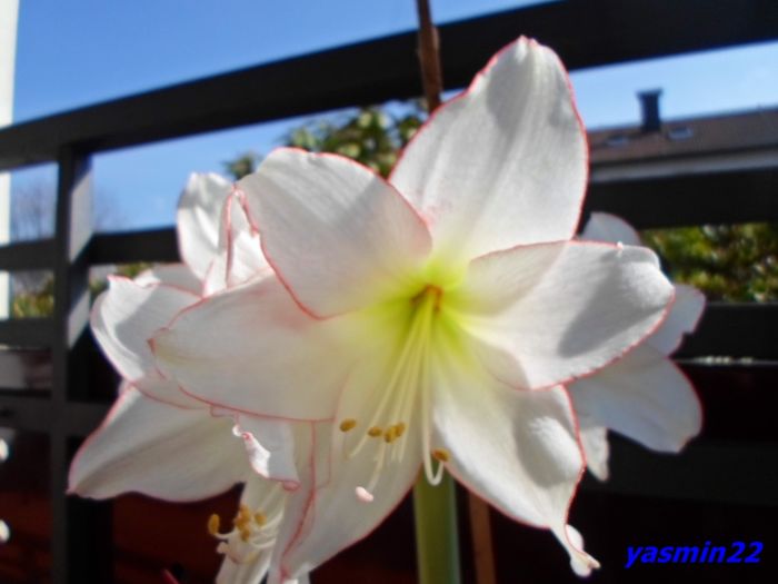 036 - 7-Amaryllis si Clivia