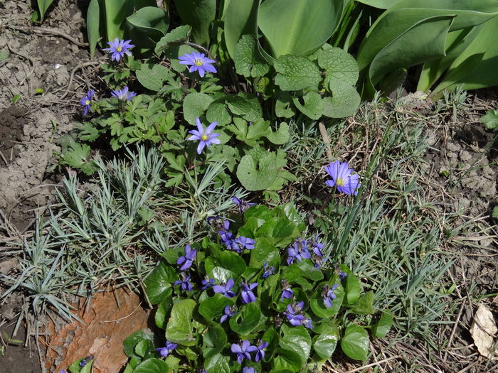 violete si anemone