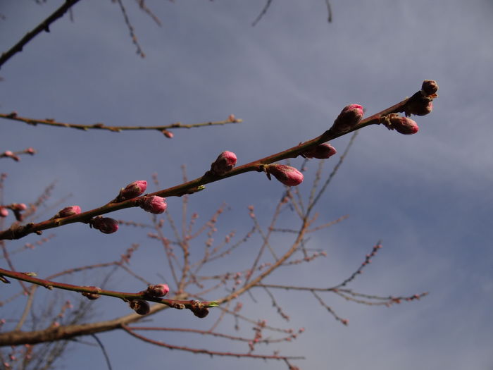 1 aprilie - piersicul...
