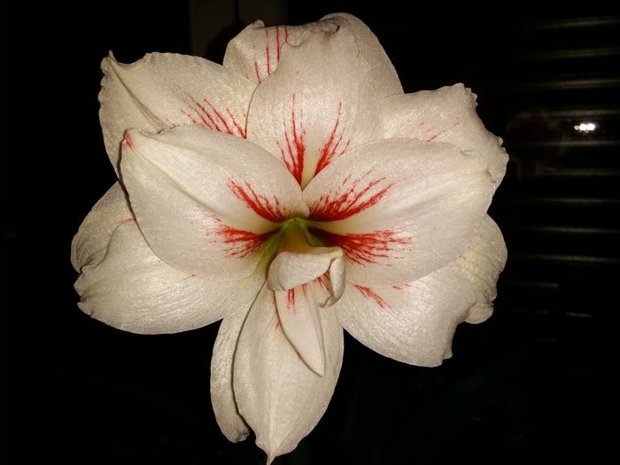 20160401_233210 - Amaryllis 2016