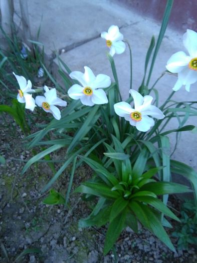 IMG_20160331_182213 - Flori gradina