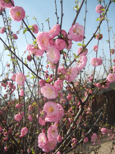 Prunus triloba 92016, March 30)