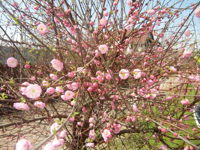 Prunus triloba 92016, March 30) - Prunus triloba