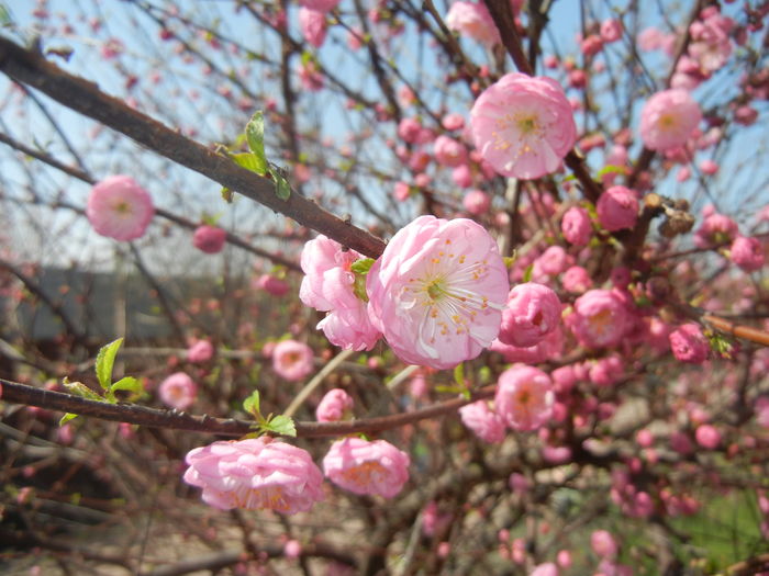 Prunus triloba (2016, March 30)