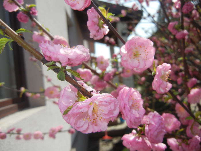 Prunus triloba (2016, March 30) - Prunus triloba