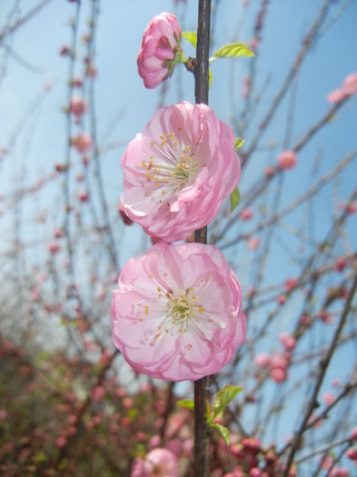 Prunus triloba (2016, March 30)