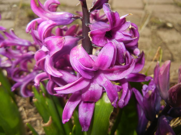 Hyacinth Purple Sensation (2016, Mar.30) - Hyacinth Purple Sensation