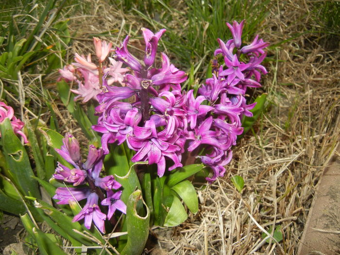 Hyacinth Purple Sensation (2016, Mar.30)