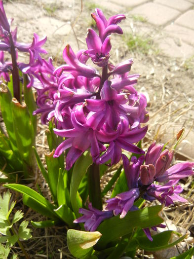 Hyacinth Purple Sensation (2016, Mar.30)