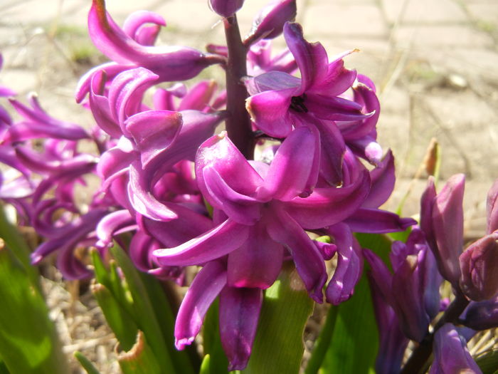 Hyacinth Purple Sensation (2016, Mar.30)