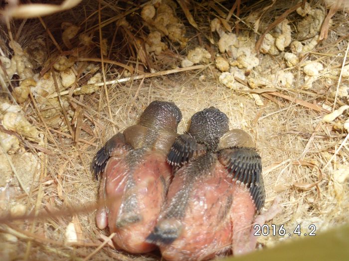 per 1 ...evoluam...; pui la 9 zile...
