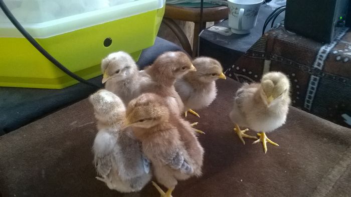 WP_20160402_11_35_05_Pro - proiect italiene crele