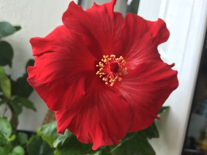 Helene - Flori 2016
