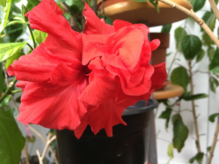 Classic Red - Flori 2016
