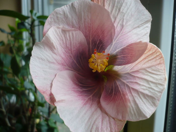 Luscious Beauty - HIBISCUSI 2016-1