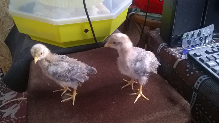 WP_20160402_12_19_49_Pro