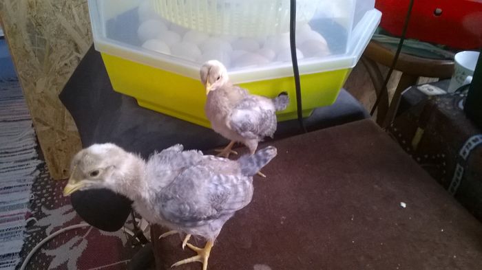 WP_20160402_12_18_25_Pro