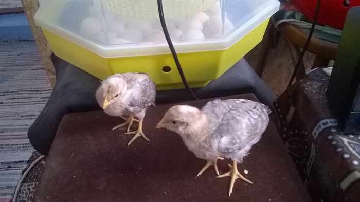 WP_20160402_12_17_40_Pro