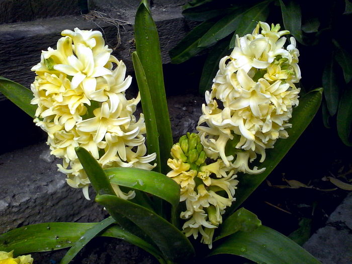 Zambila galbena cu 3 tije florale