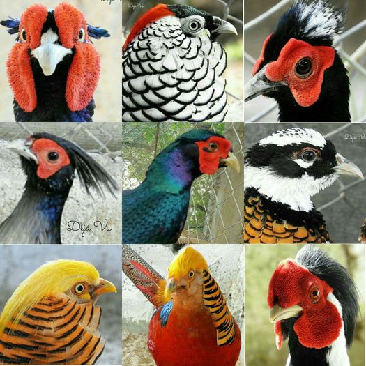 FB_IMG_1459541890387