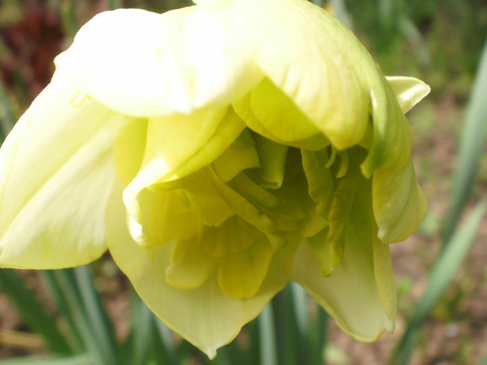 Obdam - Narcise