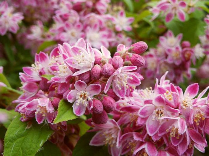 Deutzia-hybrida-Strawberry-Fields