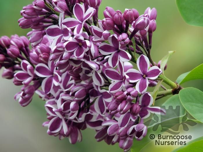 syringa_vulgaris_sensationx