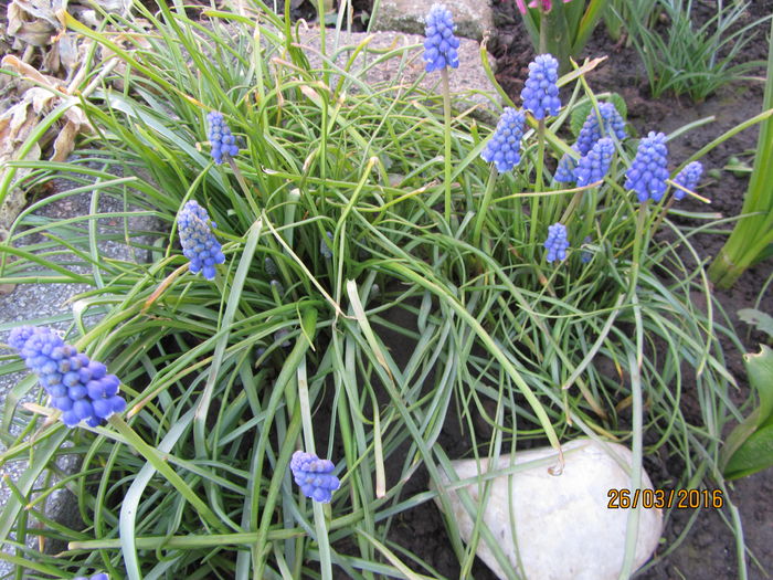 Muscari