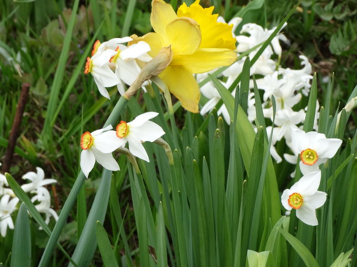 DSC02850 - b-primavara-2016