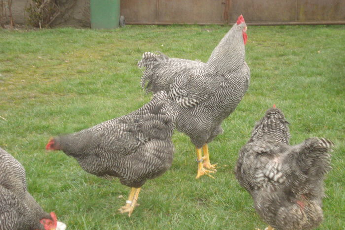 031 - PLYMOUTH ROCK BARAT 2015-2016 ARHIVA