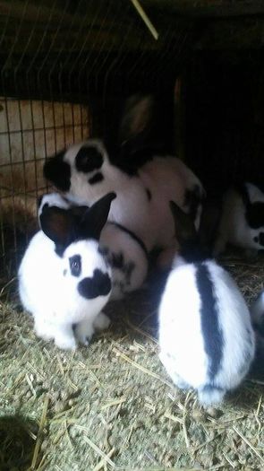 12939570_978244615564374_394579305_n