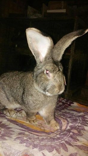 12921006_978255108896658_1172510255_n