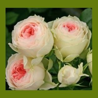 pashmina-pompon-flower-circus - l colectie trandafiri