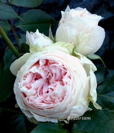 pashmina-pompon-flower-circus - l colectie trandafiri