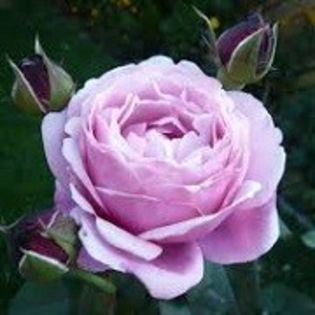SOEUR EMMANUELLE( 'Dieter Muller') - l colectie trandafiri