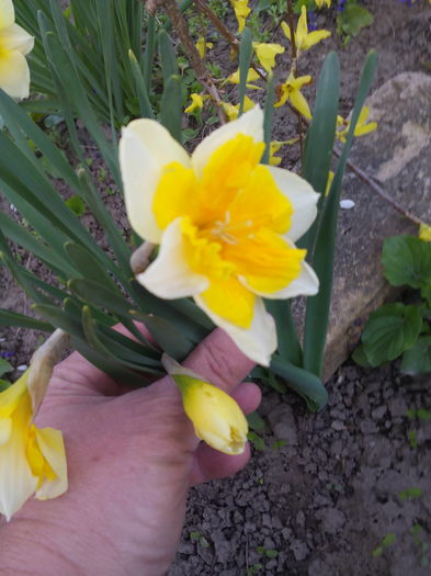 IMG_20160330_180045 - Primavara 2016