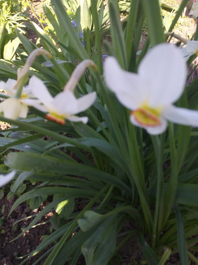 IMG_20160402_171126 - Primavara 2016