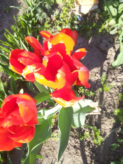 IMG_20160402_171158 - Primavara 2016