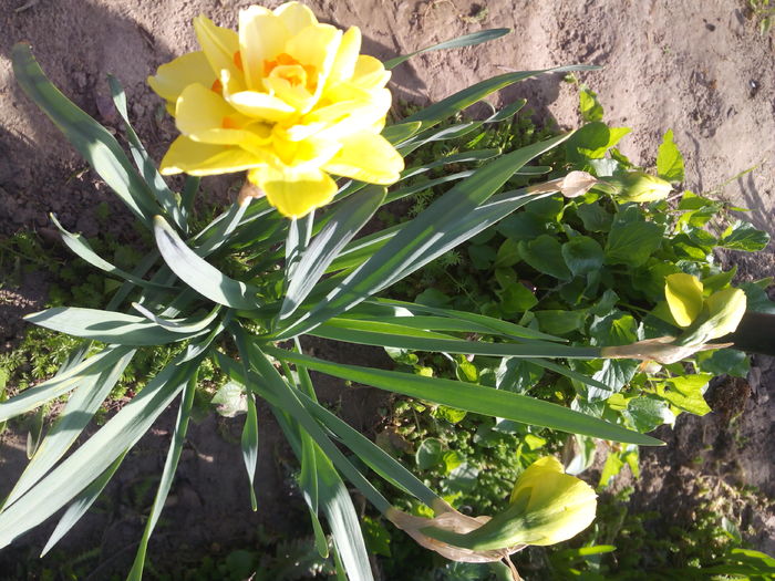 IMG_20160402_171212 - Primavara 2016