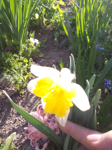 IMG_20160402_171337 - Primavara 2016