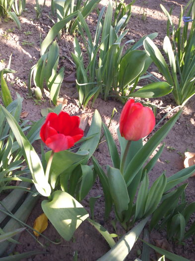 IMG_20160402_171412 - Primavara 2016