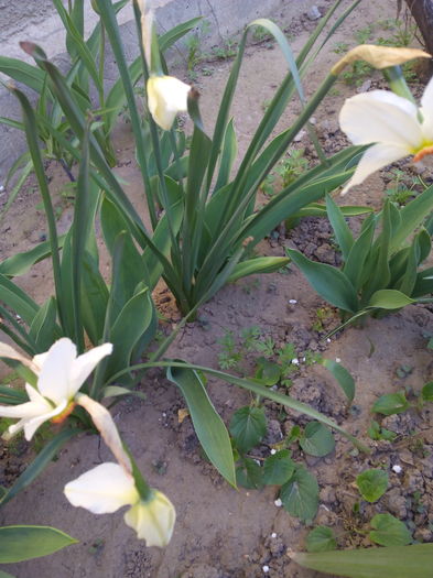 IMG_20160402_171437 - Primavara 2016