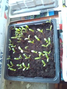 2 aprilie 2016 216; Si a rasarit
