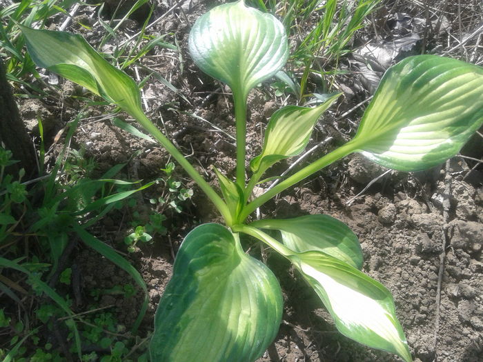 20160331_125145 - Hosta si Heuchere-achizitii