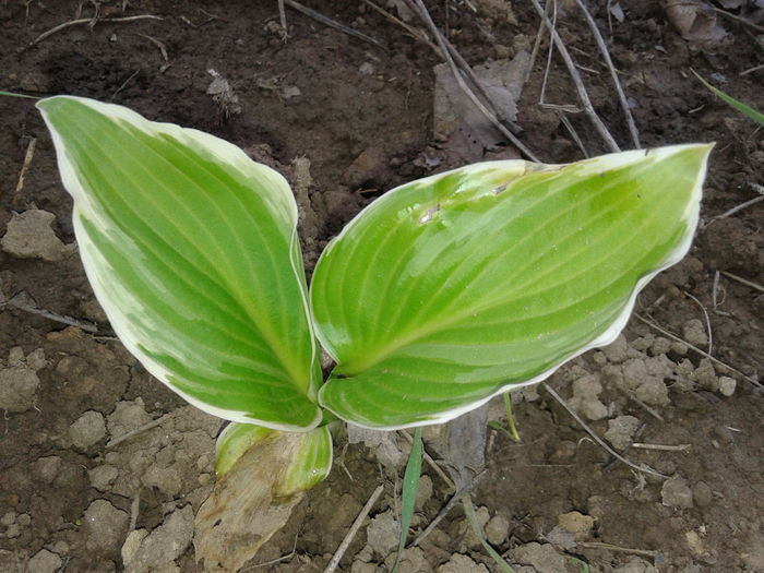 20160402_092112 - Hosta si Heuchere-achizitii