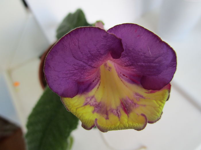 UA-Veselka (2-04-2016) - Streptocarpusi 2016