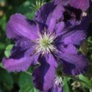 clematis rasputin; gr3, 2-3m, iun-sept,violet -indigo
