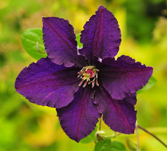 clematis rasputin