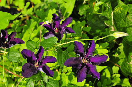 clematis rasputin