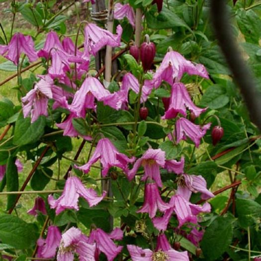 clematis heather-herschell; gr3, 1,5-2 m, iul-sept, soare-semiumbra
